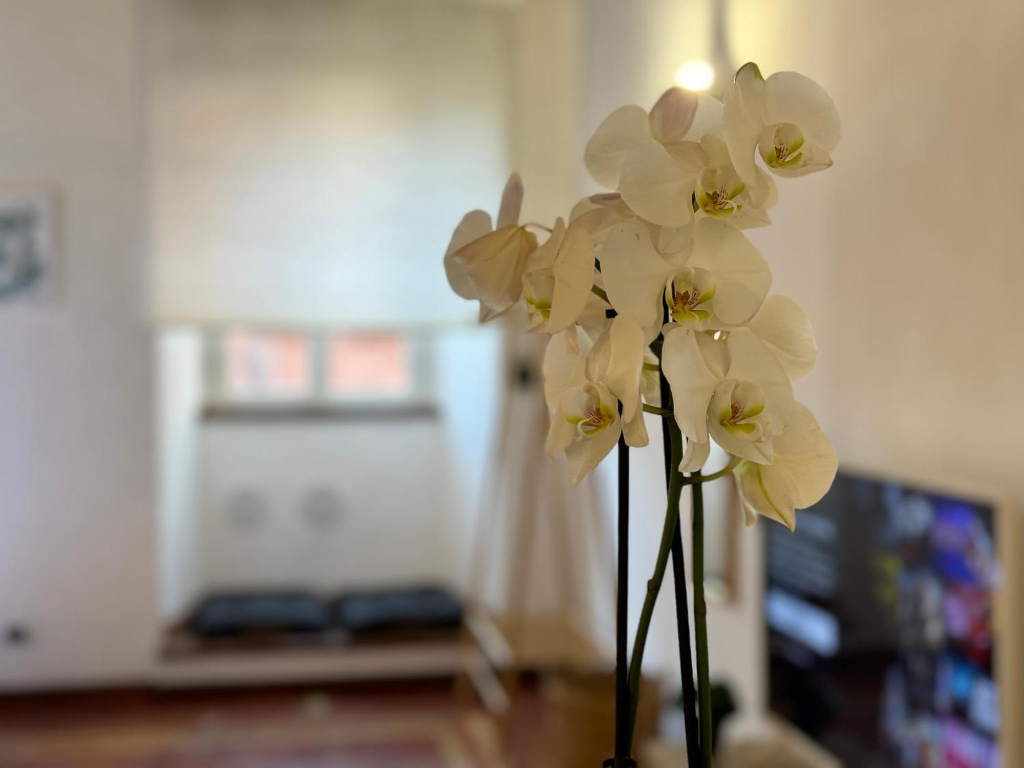 Il Vicoletto Marino Apartment Екстериор снимка